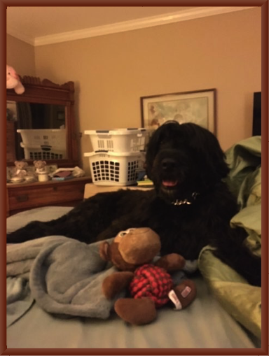 Baxter with Toy in California